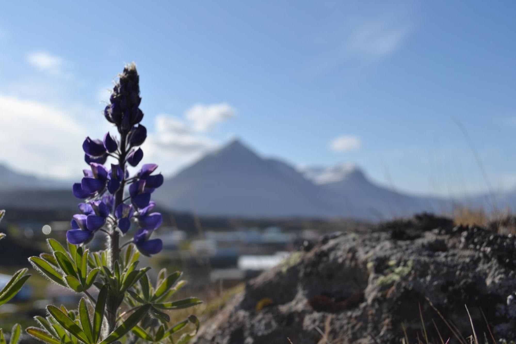Hotel Framtid Djúpivogur Exteriör bild